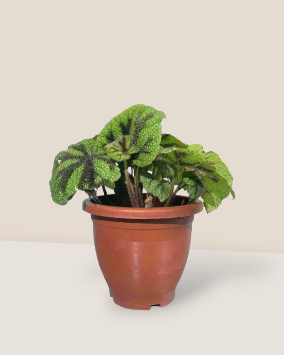 Iron Cross Begonia - Image 6