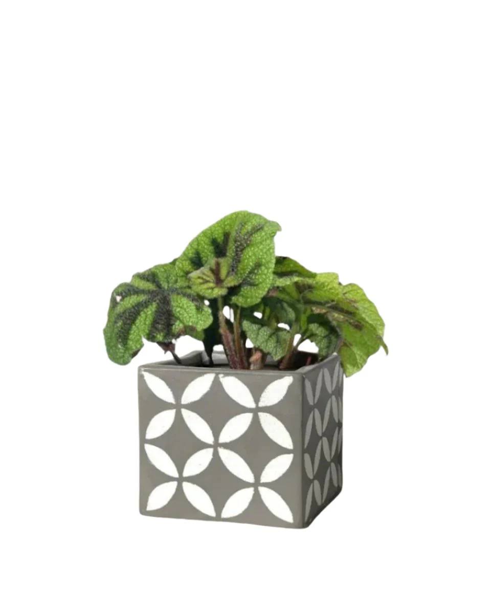 Iron Cross Begonia - Image 8