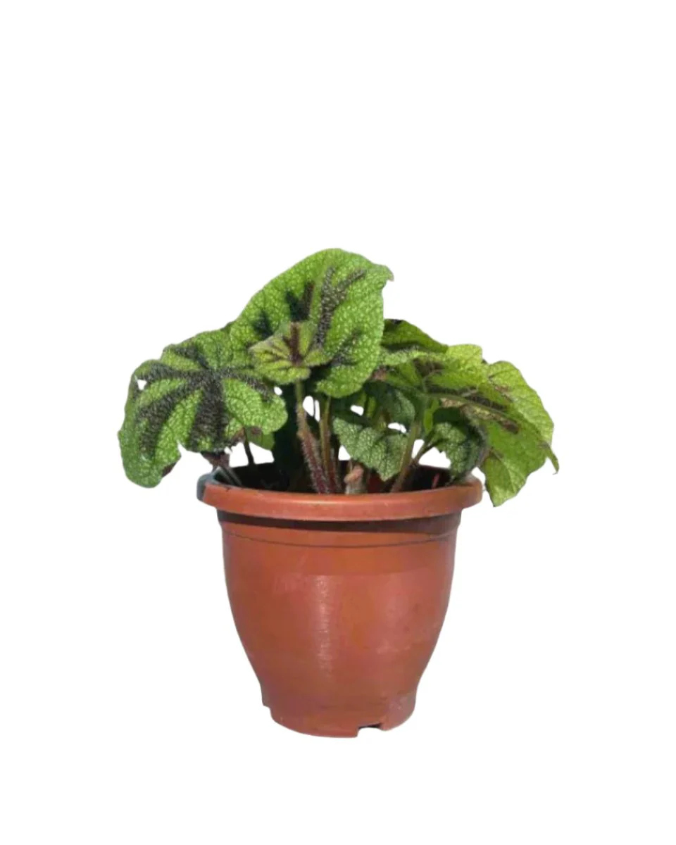 Iron Cross Begonia - Image 9
