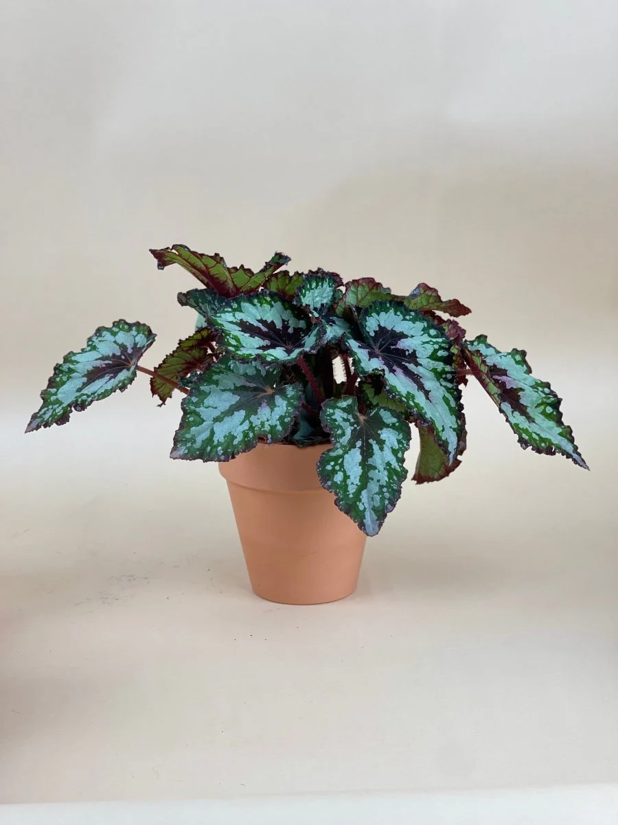 Begonia "Mint Chocolate Chip" - Image 3