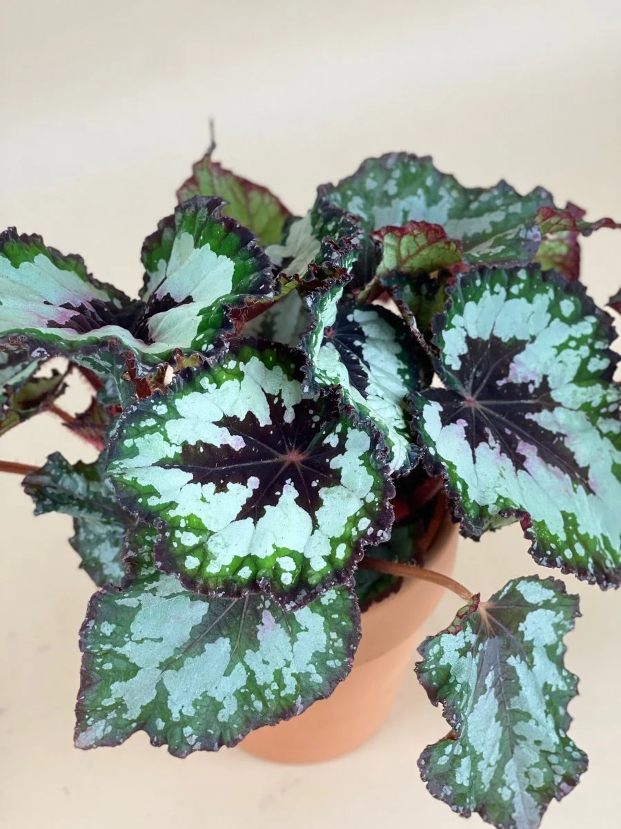 Begonia "Mint Chocolate Chip" - Image 4