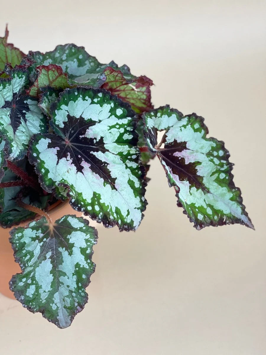 Begonia "Mint Chocolate Chip" - Image 5