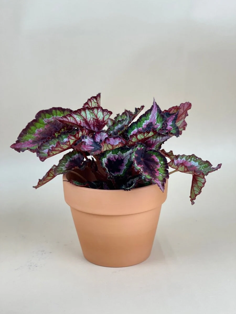 Begonia Regal Minuet - Image 3