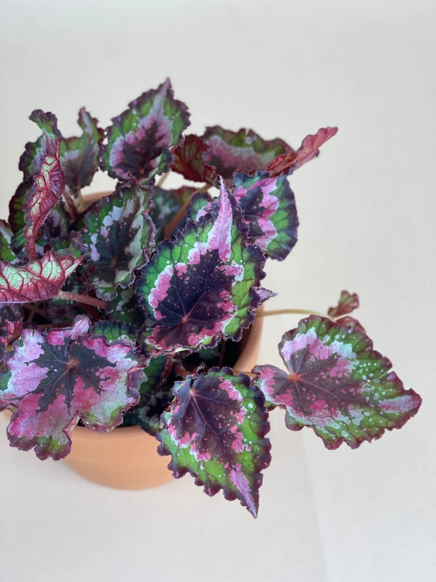 Begonia Regal Minuet - Image 4