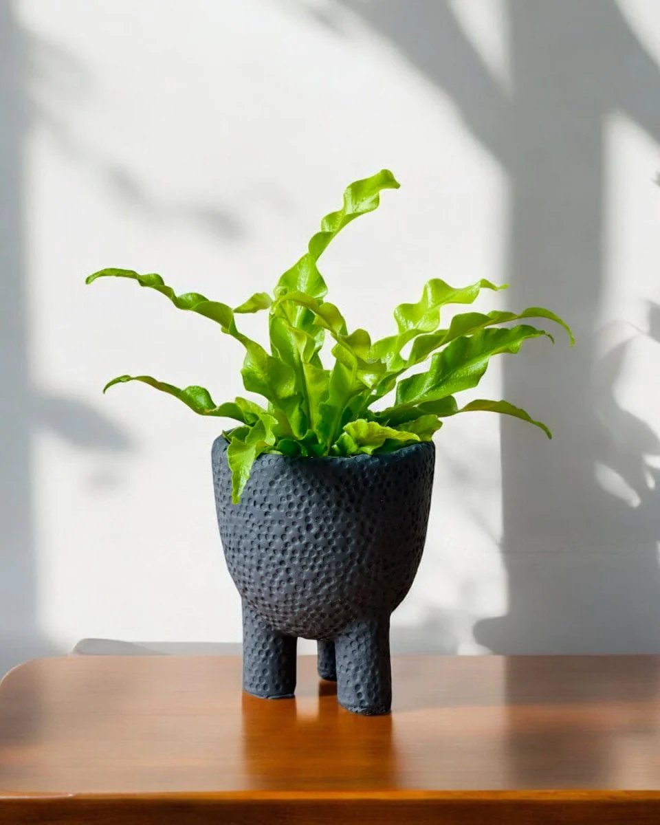 Belle Coal Planter - Image 2