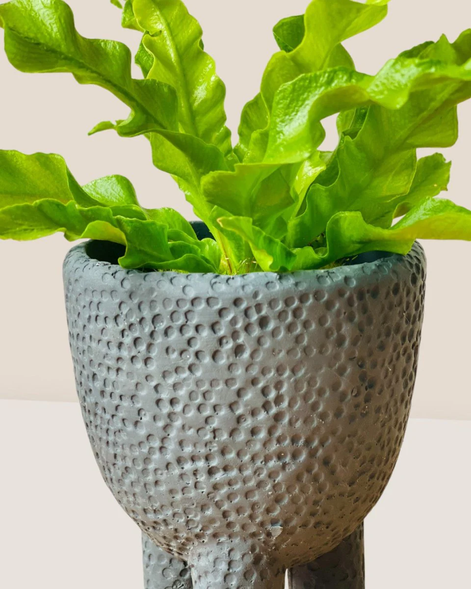 Belle Coal Planter - Image 3