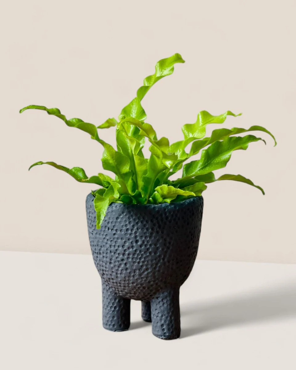 Belle Coal Planter - Image 4