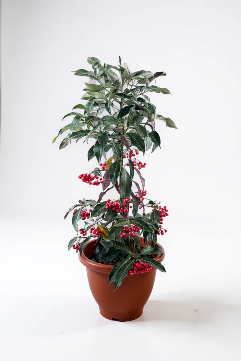 Berry Blissful Tree
