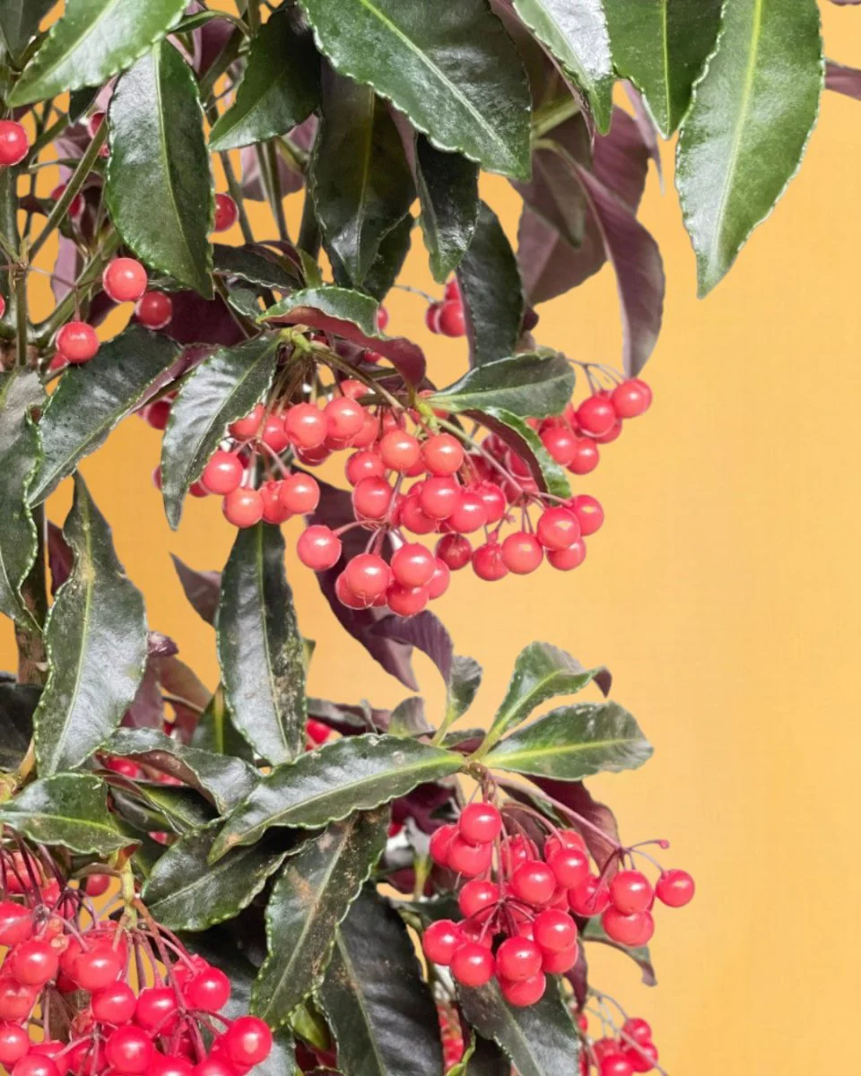 Berry Blissful Tree - Image 4