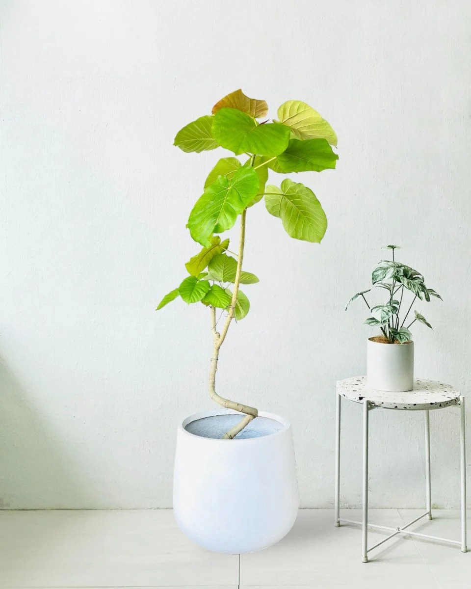 Big Bending Ficus Umbellata - Image 10