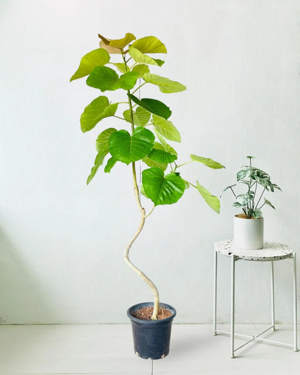 Big Bending Ficus Umbellata - Image 11
