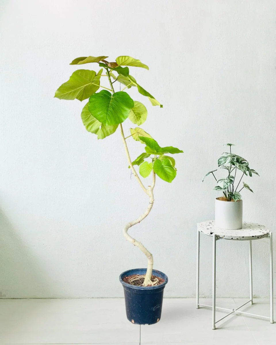 Big Bending Ficus Umbellata - Image 12