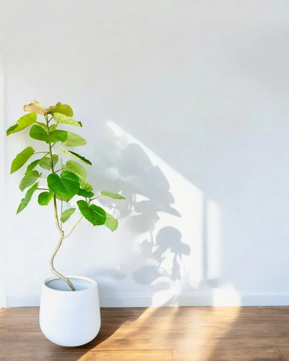 Big Bending Ficus Umbellata - Image 13