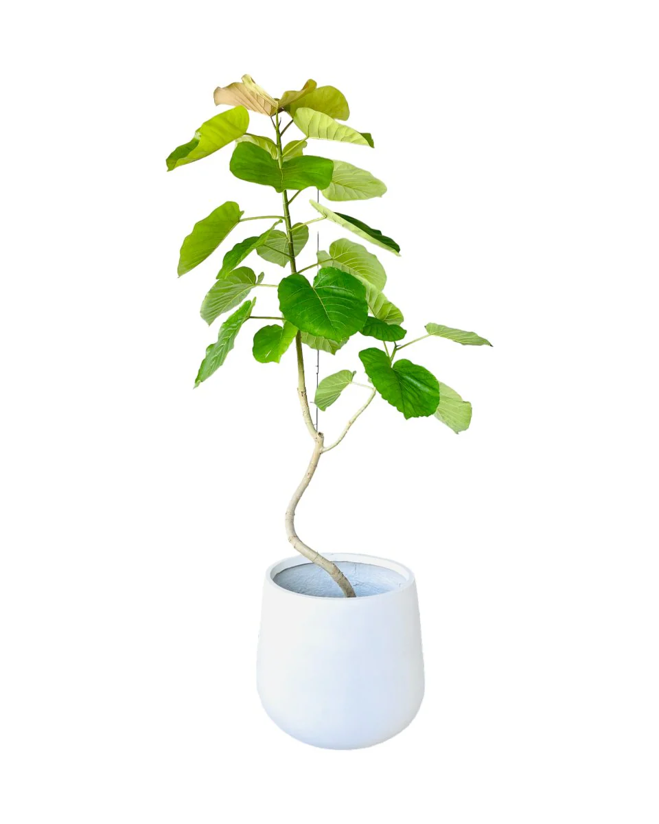 Big Bending Ficus Umbellata - Image 14