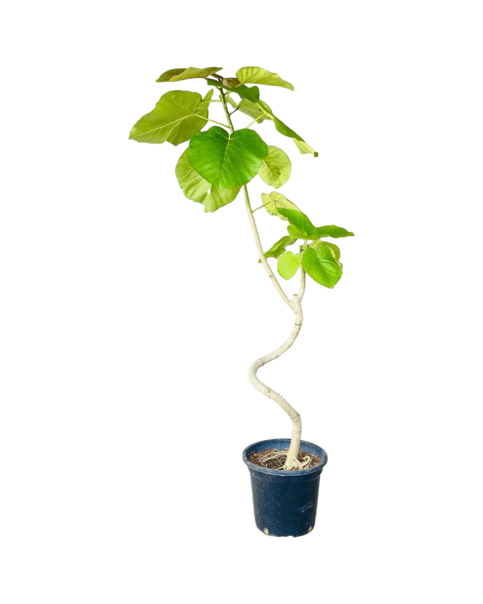 Big Bending Ficus Umbellata - Image 15