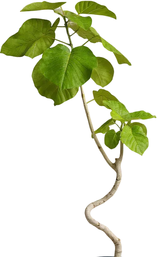 Big Bending Ficus Umbellata - Image 16
