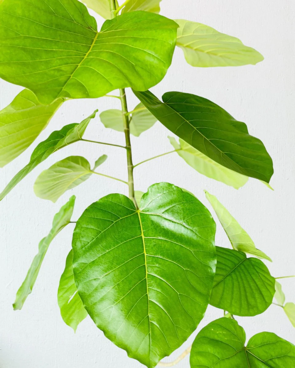 Big Bending Ficus Umbellata - Image 2