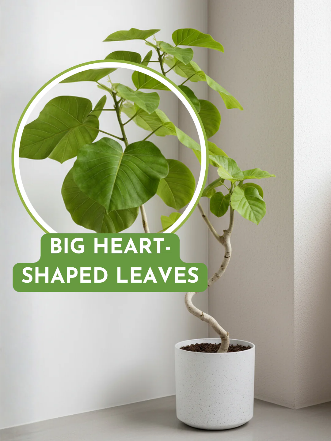 Big Bending Ficus Umbellata - Image 3