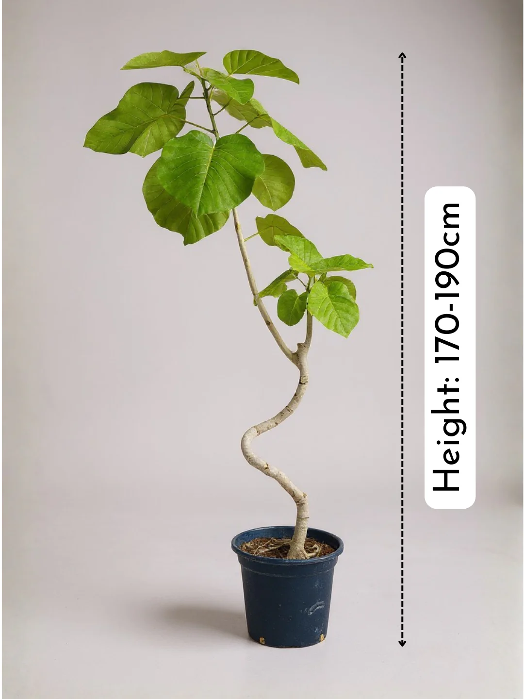 Big Bending Ficus Umbellata - Image 5