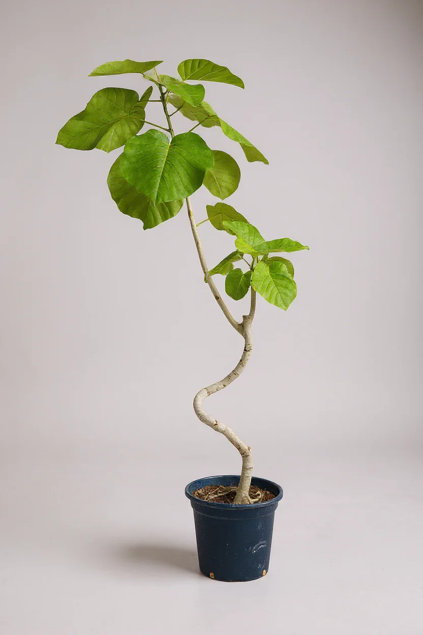 Big Bending Ficus Umbellata - Image 8