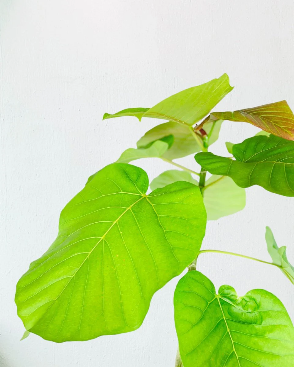 Big Bending Ficus Umbellata - Image 9