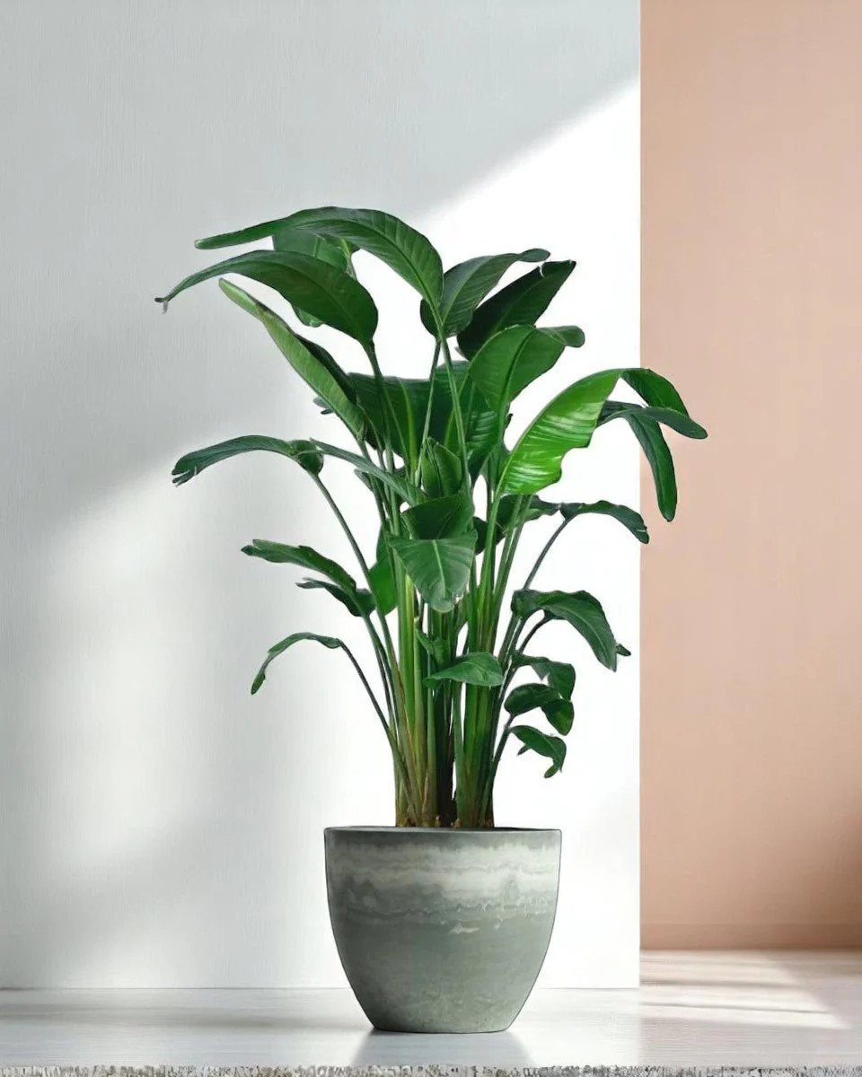 Bird of Paradise (1.1-1.6m) - Image 10