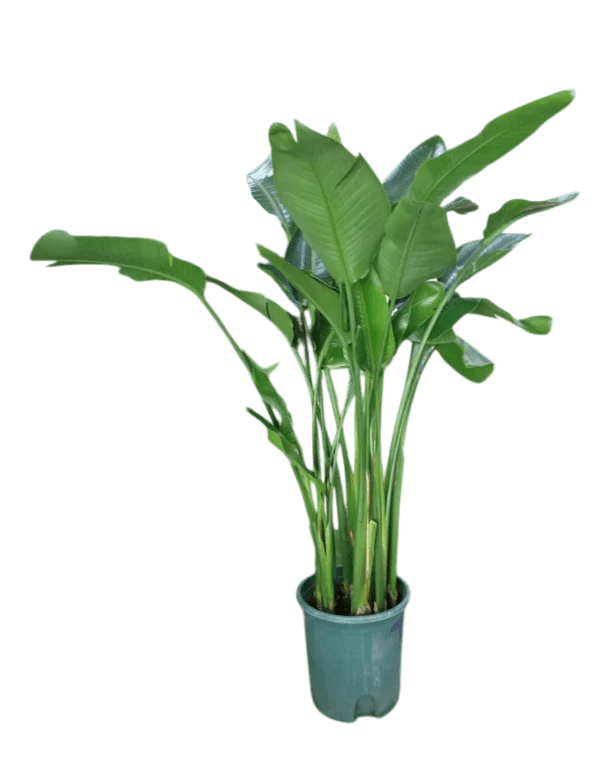Bird of Paradise (1.1-1.6m) - Image 11