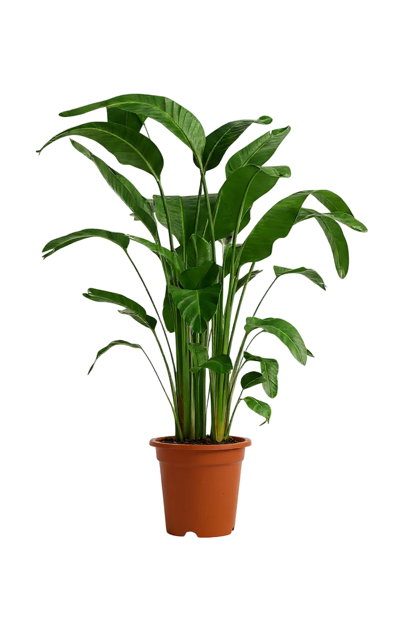 Bird of Paradise (1.1-1.6m) - Image 12