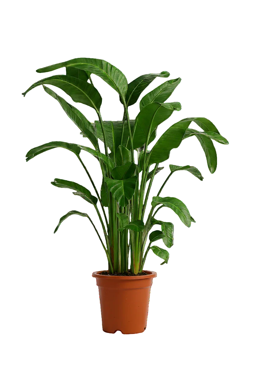 Bird of Paradise (1.1-1.6m) - Image 13