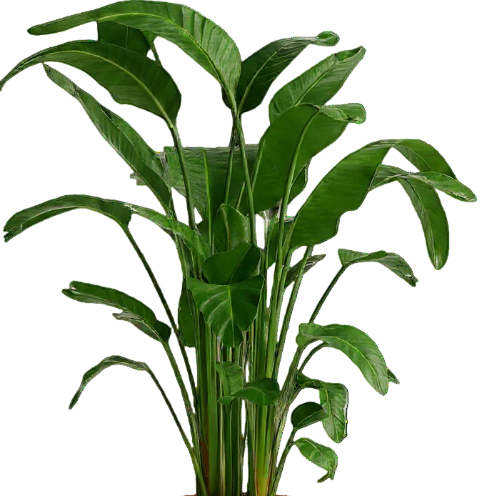 Bird of Paradise (1.1-1.6m) - Image 14