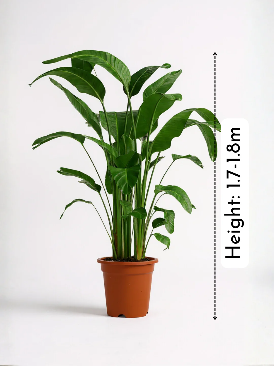 Bird of Paradise (1.1-1.6m) - Image 3