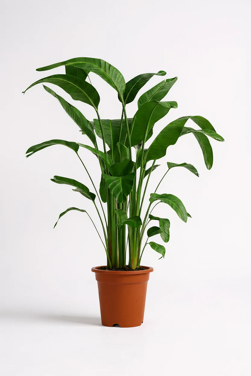 Bird of Paradise (1.1-1.6m) - Image 8