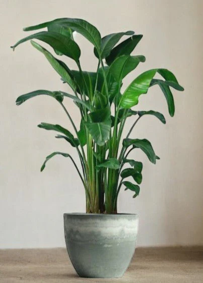 Bird of Paradise (1.1-1.6m) - Image 9