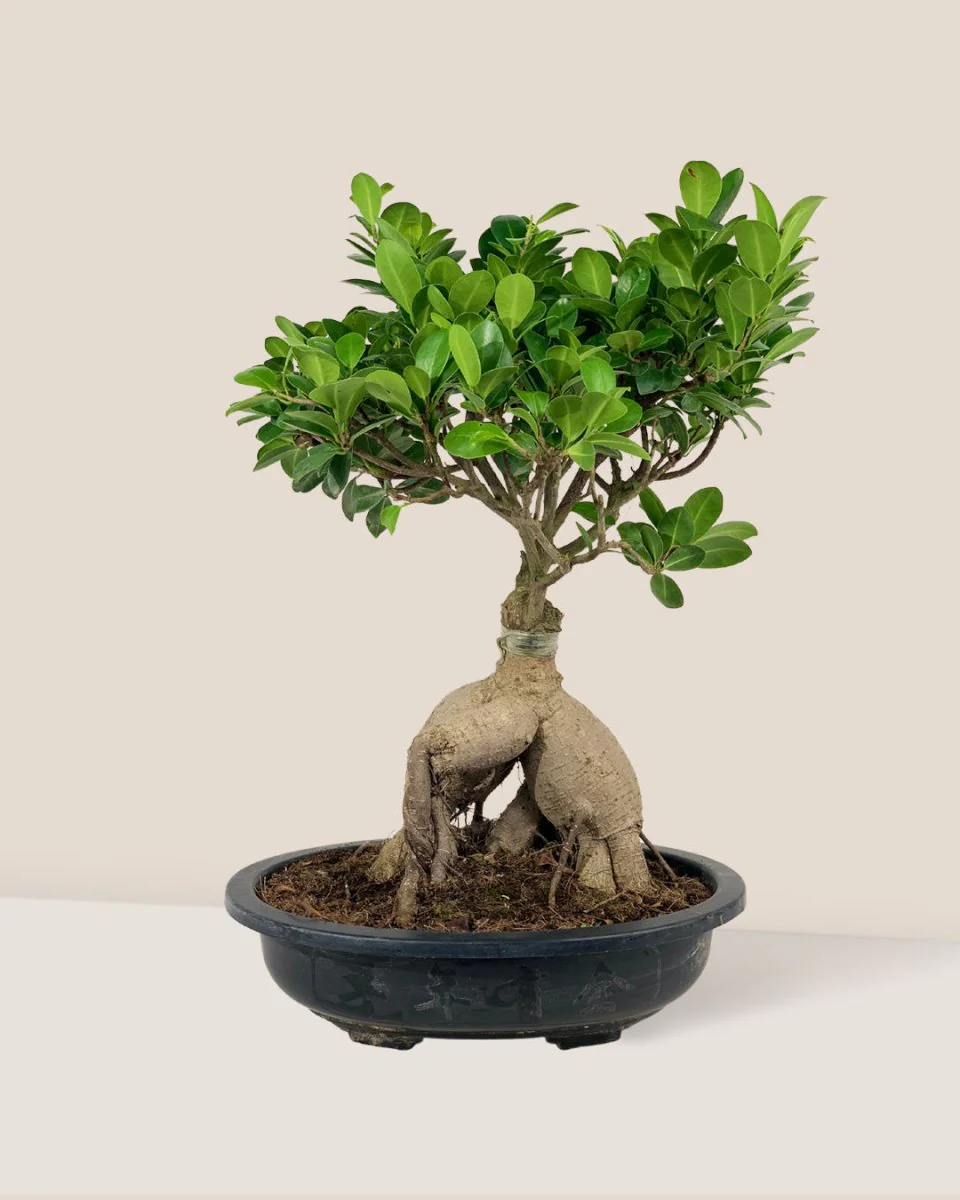 Bird Plum Bonsai - Image 10