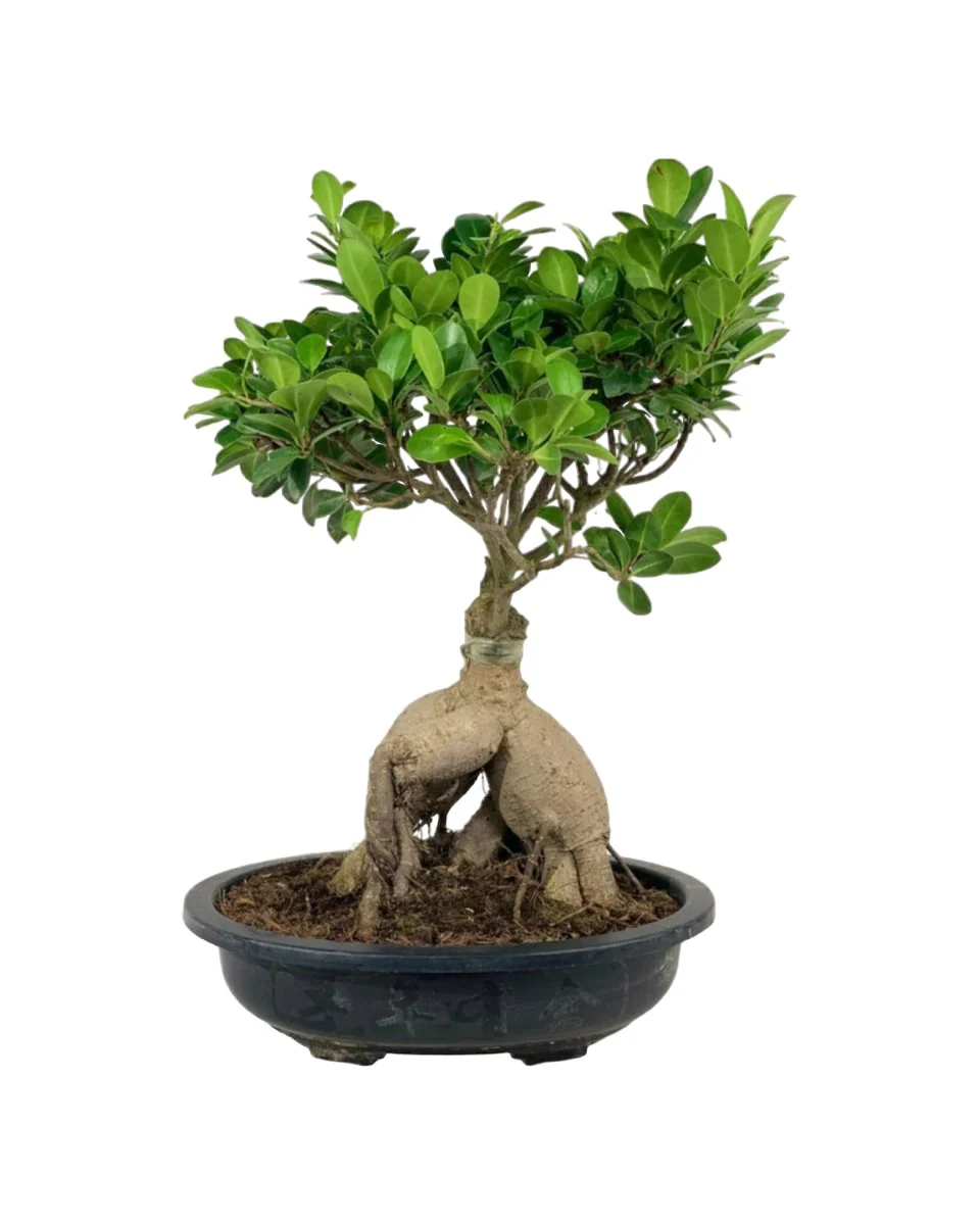Bird Plum Bonsai - Image 11
