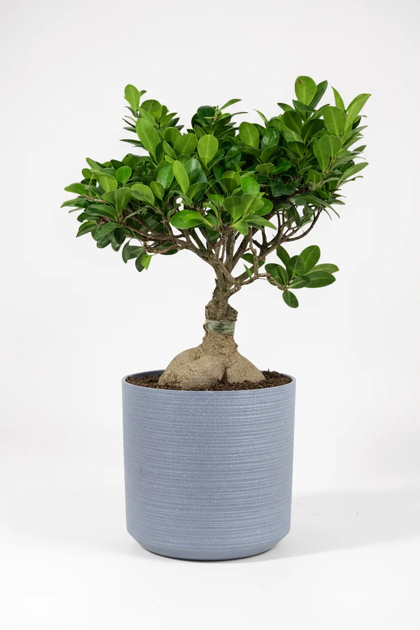 Bird Plum Bonsai - Image 3
