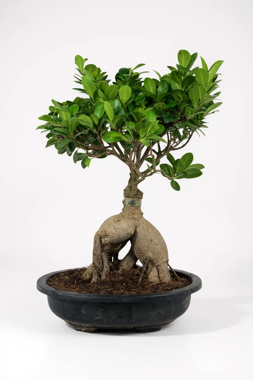 Bird Plum Bonsai - Image 4