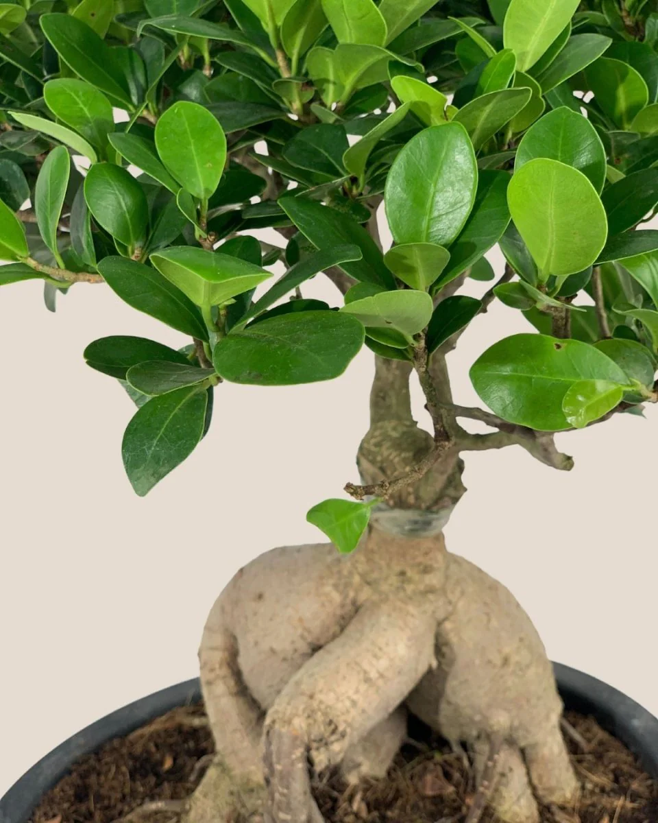 Bird Plum Bonsai - Image 5