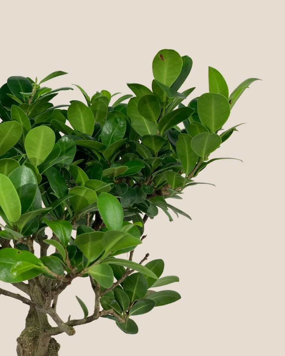 Bird Plum Bonsai - Image 6
