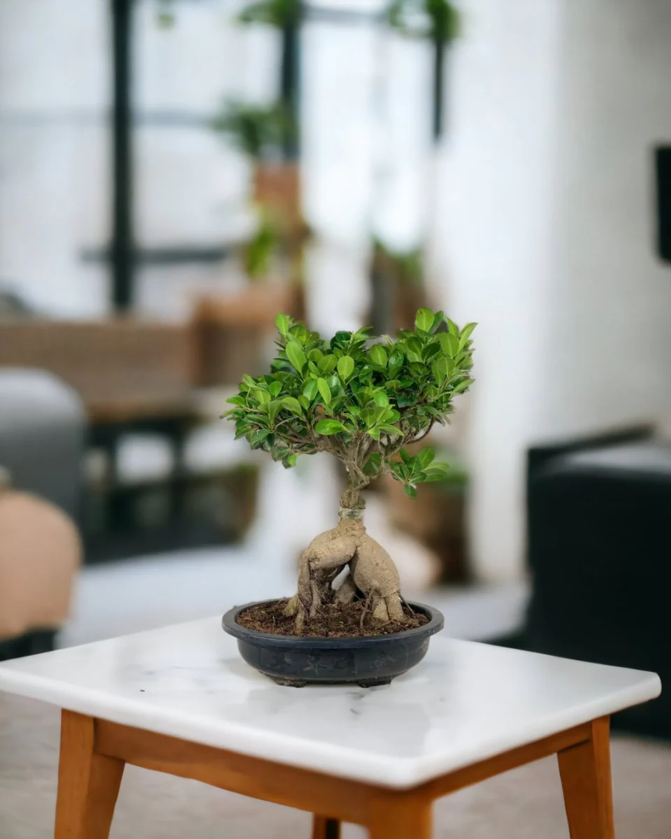 Bird Plum Bonsai - Image 7