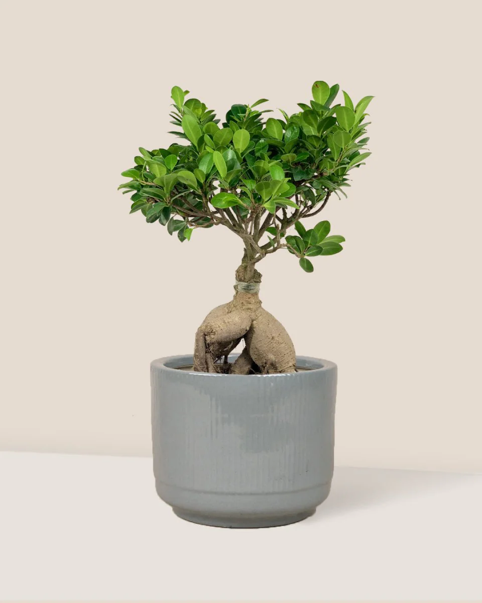 Bird Plum Bonsai - Image 8