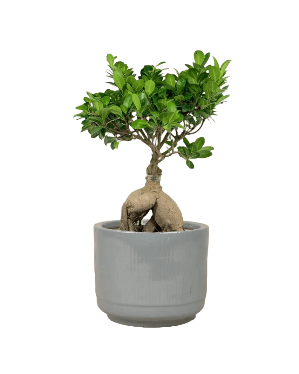 Bird Plum Bonsai - Image 9