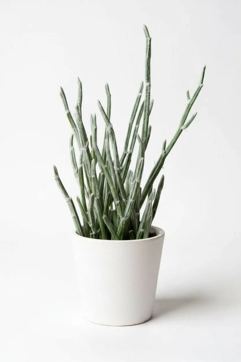 Blue Chalksticks - Pencil Plant Succulent - Image 8