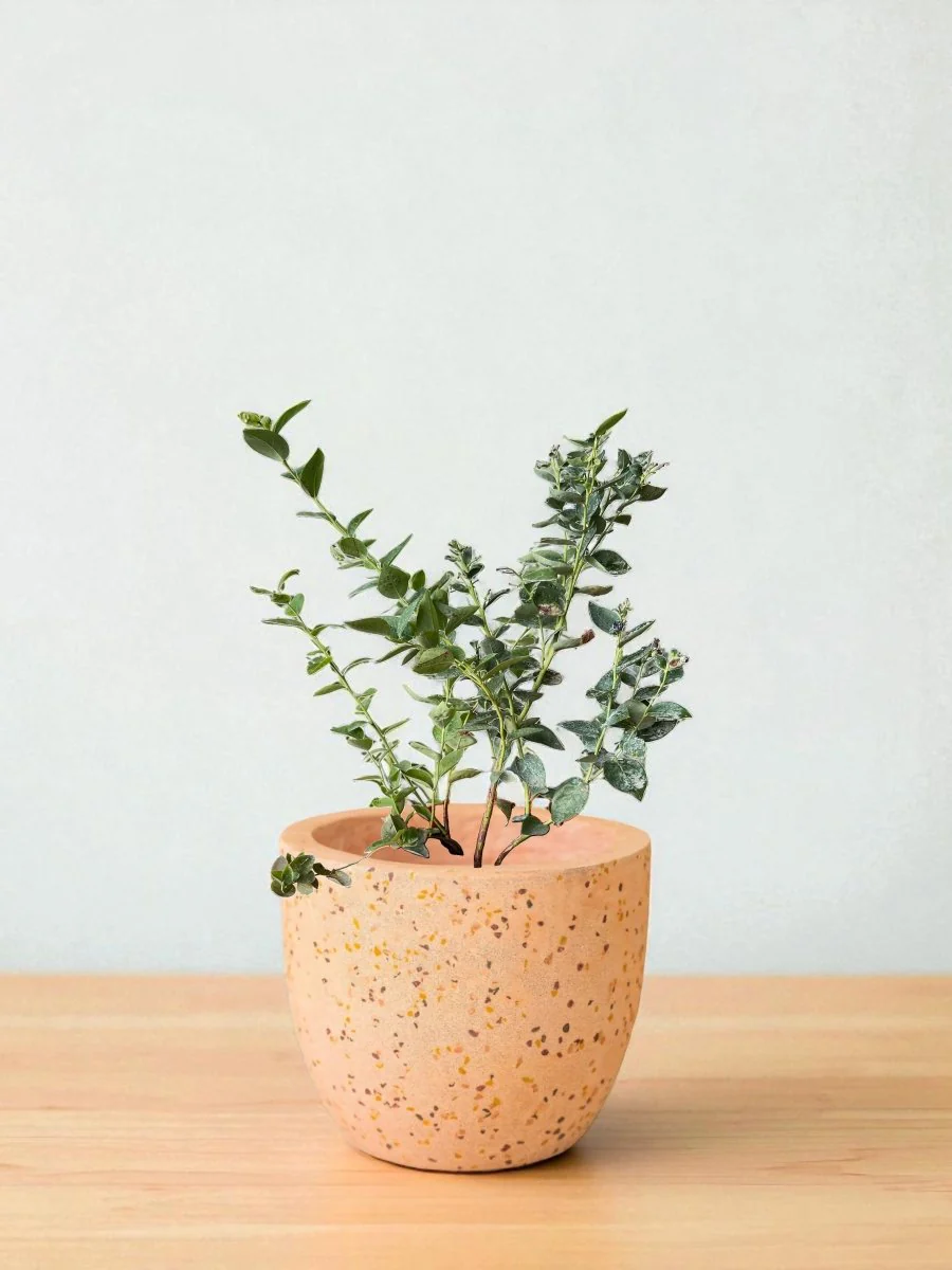 Blueberry Plant - Large