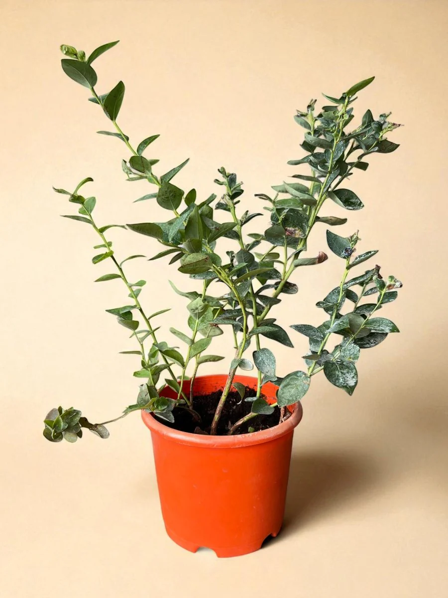 Blueberry Plant - Large - Image 2
