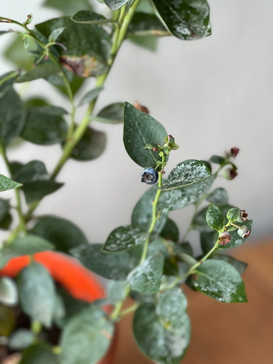 Blueberry Plant - Large - Image 3