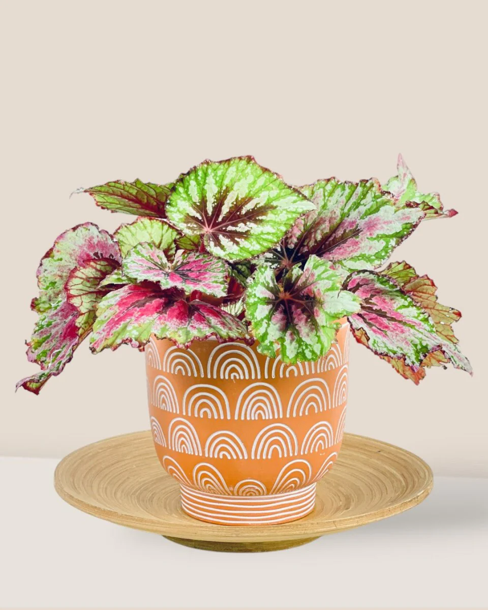 Boho Chic Terracotta Medium - Image 2