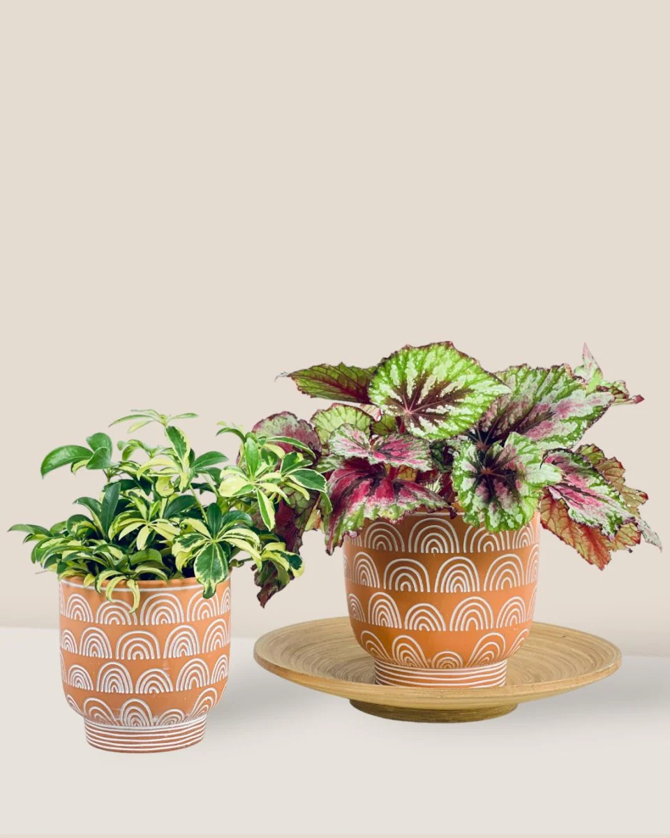 Boho Chic Terracotta Medium - Image 3