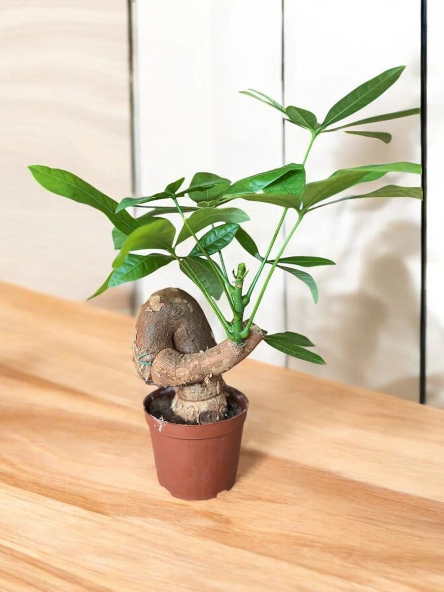 Money Tree Bonsai - Image 10