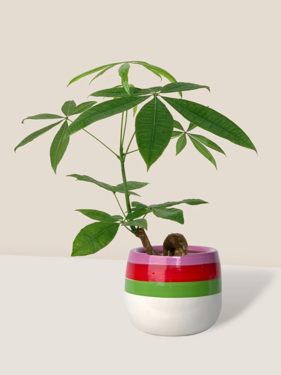 Money Tree Bonsai - Image 17